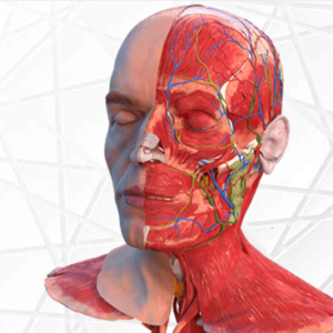 Face Anatomy Course Online Live
